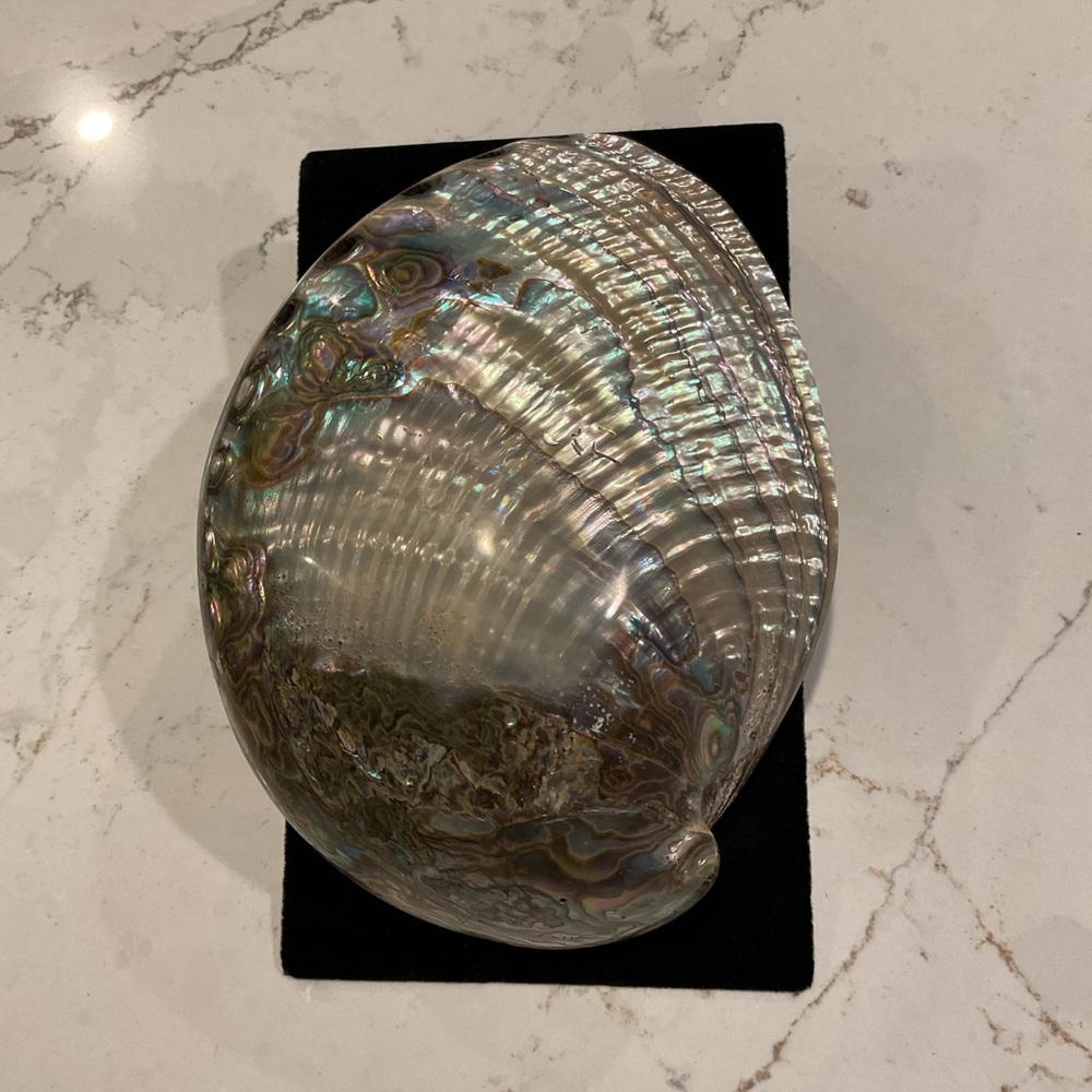 Iridescent Large Abalone Shell - Picture 3 of 8